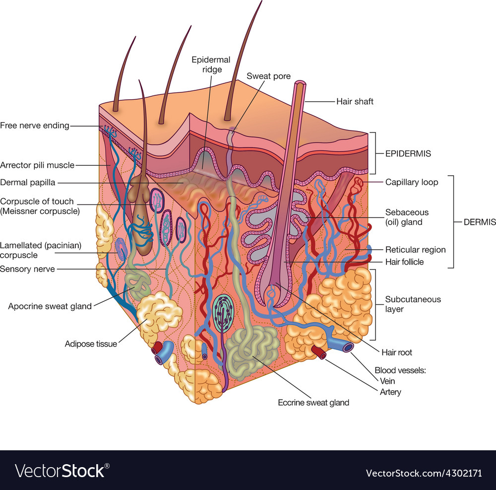 vectors of vector human skin anatomy vector human skin anatomy csp7339153 search clip human skin layers royalty free vector image vectorstock vectors of vector human skin anatomy vector human skin anatomy csp7339153 search clip human skin layers royalty free vector image vectorstock