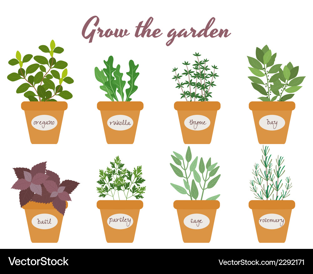 Set of herbs in pots with labels Royalty Free Vector Image