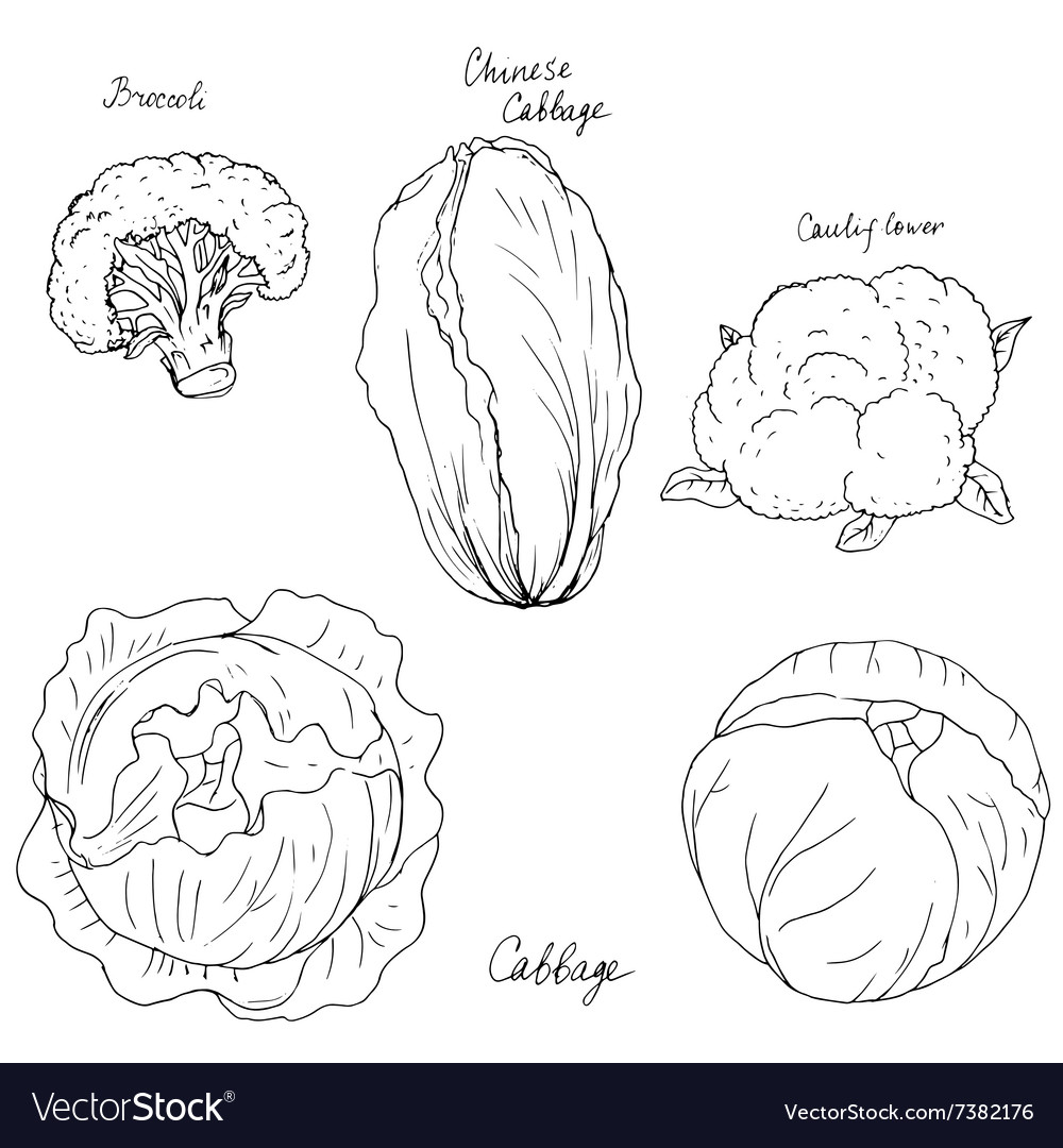 Hand drawn different kind of cabbage Royalty Free Vector