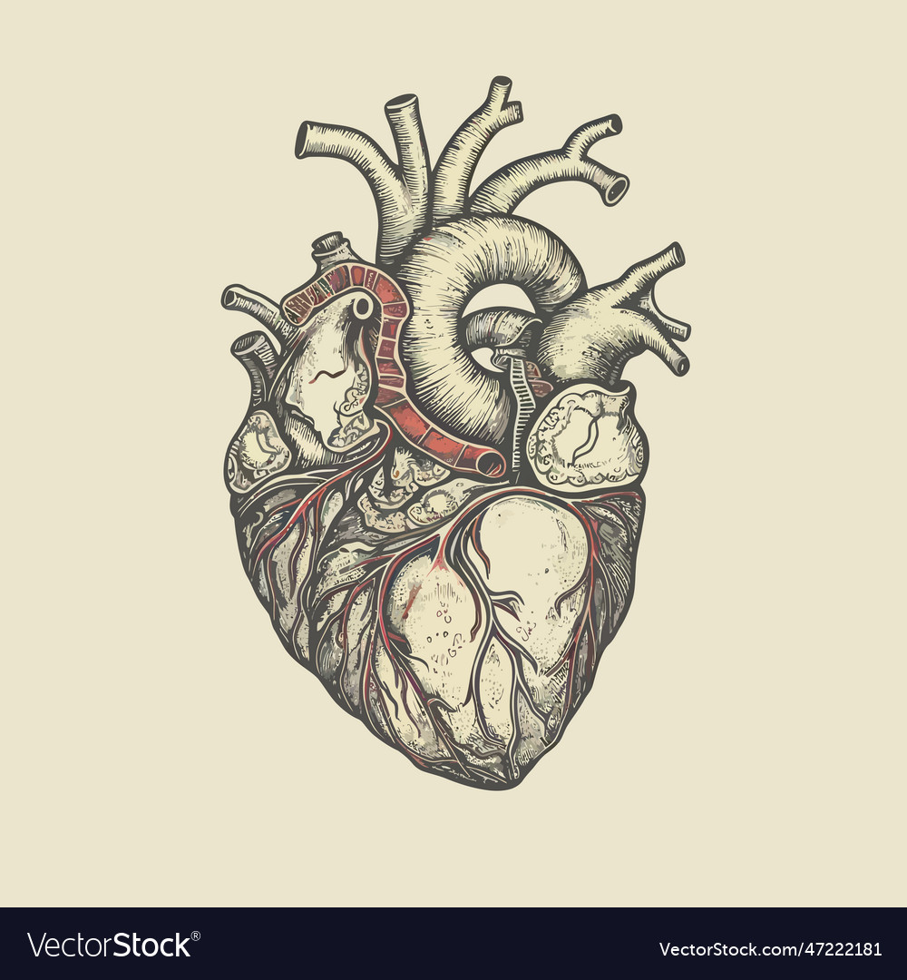 Human heart with veins and arteries in vintage Vector Image