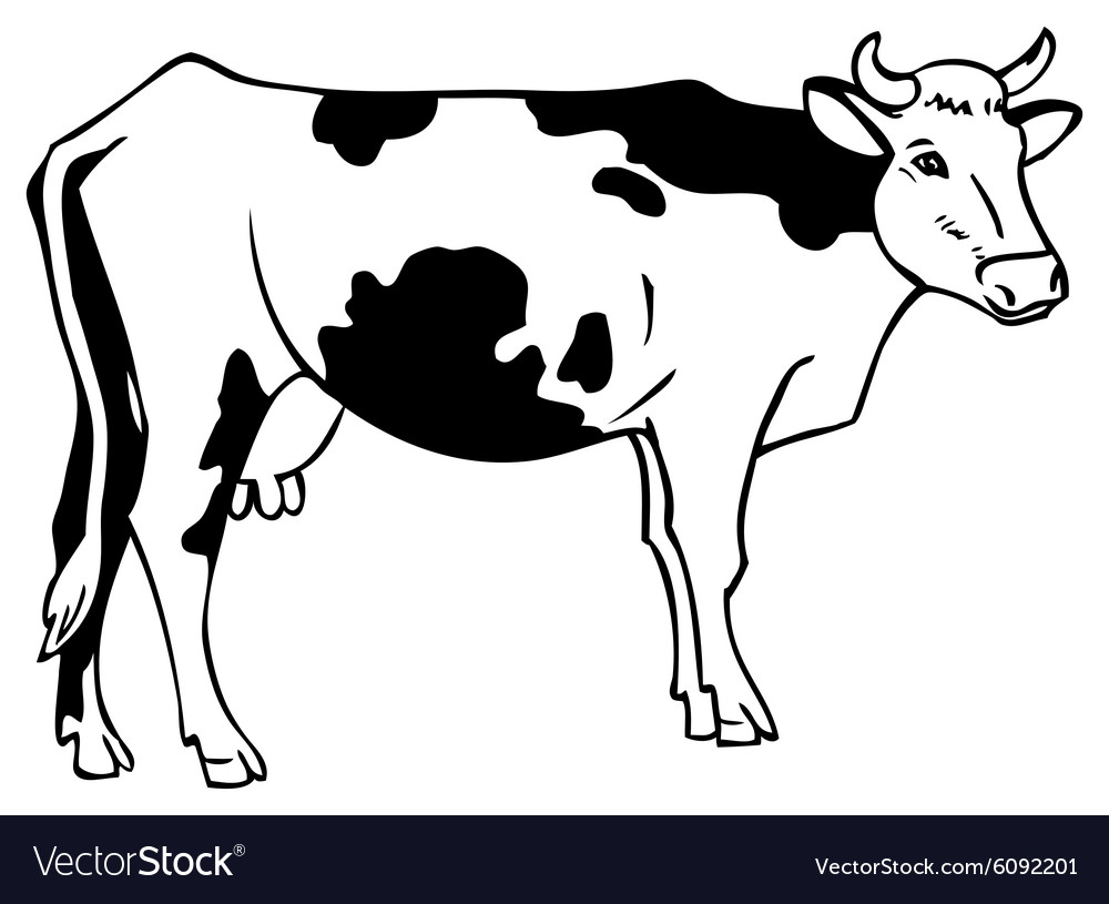 Cow Sketch Drawing by Samuel Zylstra - Pixels