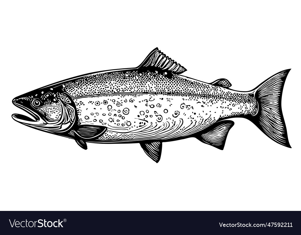 Salmon fish sketch hand drawn in doodle style Vector Image