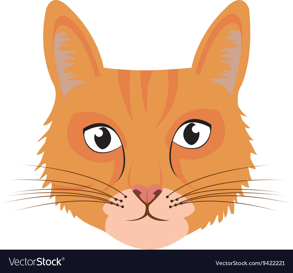 cat front view