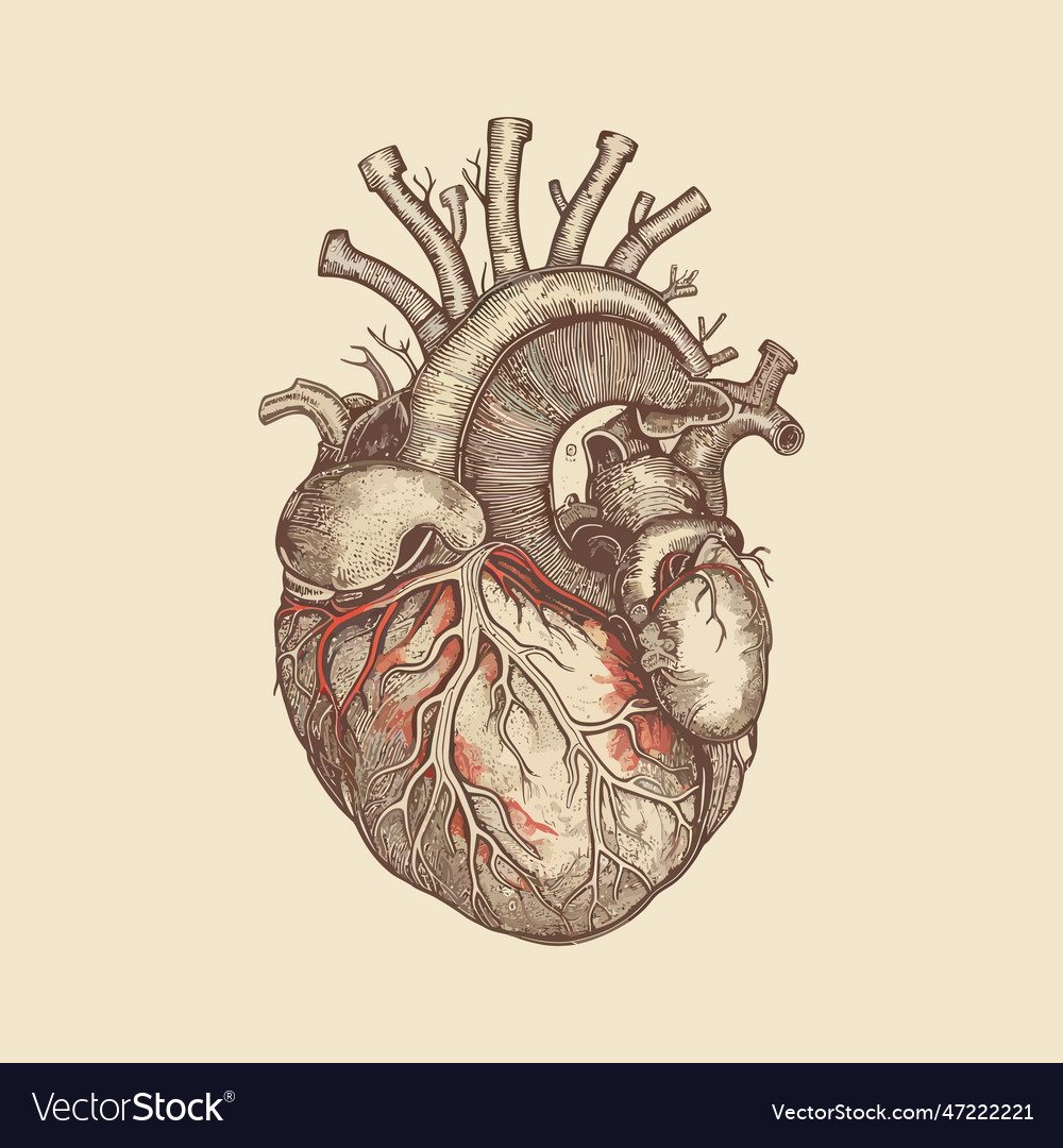 Human heart with veins and arteries in vintage Vector Image