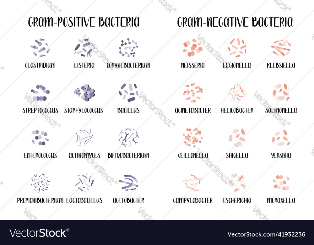 Gram-positive and gram-negative bacteria Vector Image