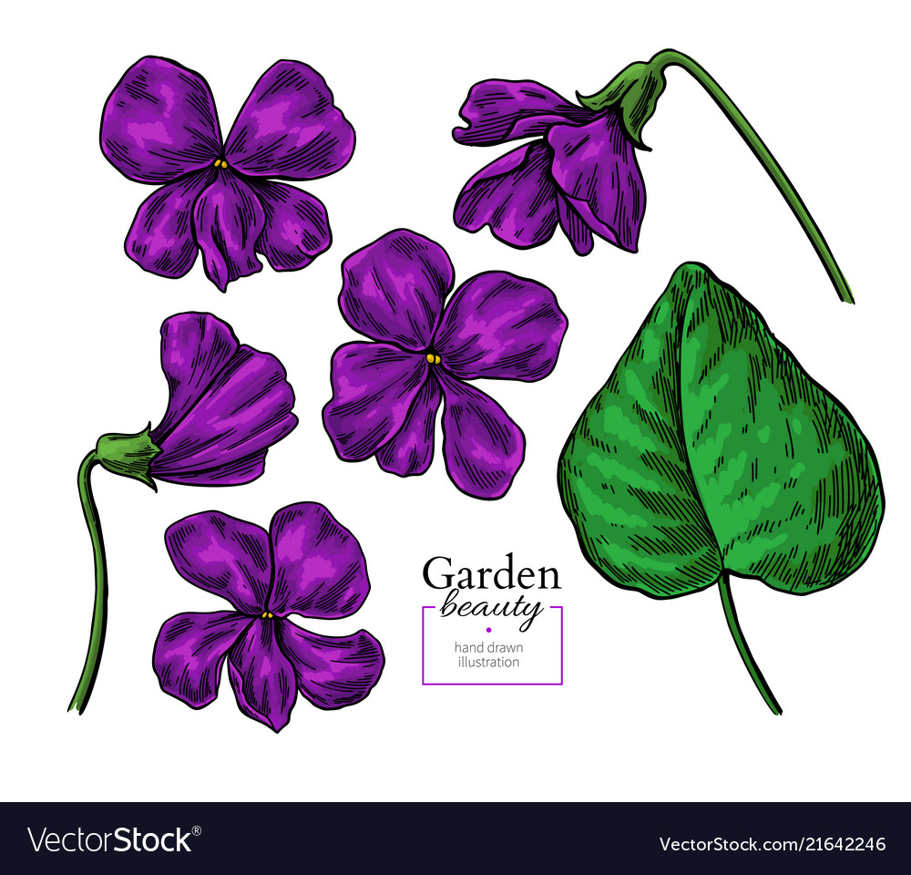 Violets Botanical Drawing.