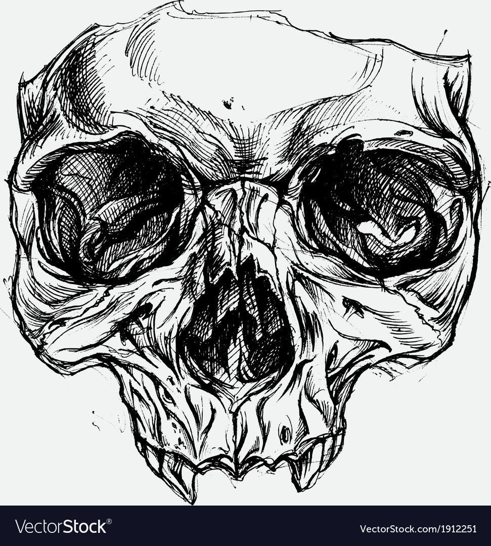 Download Skull drawing Royalty Free Vector Image - VectorStock