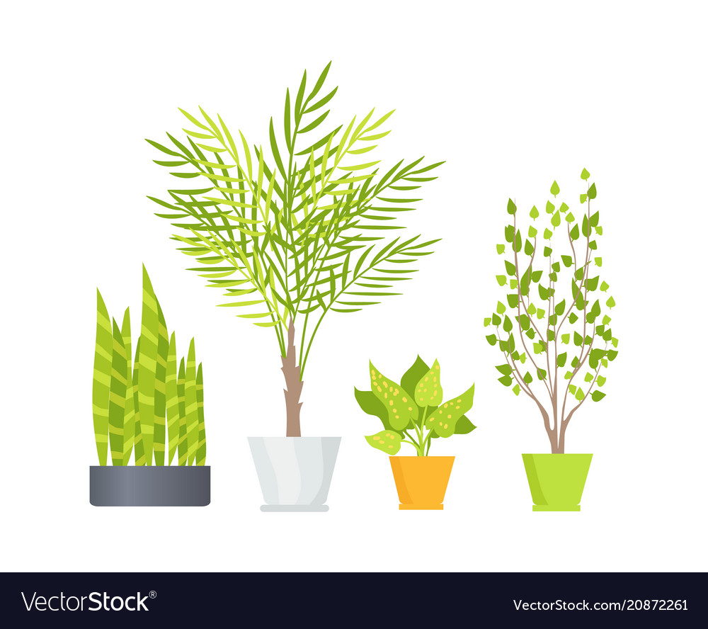 Indoor Floor Plants In Pots Isolated Royalty Free Vector Plants In Pots Isolated Royalty Free Vector