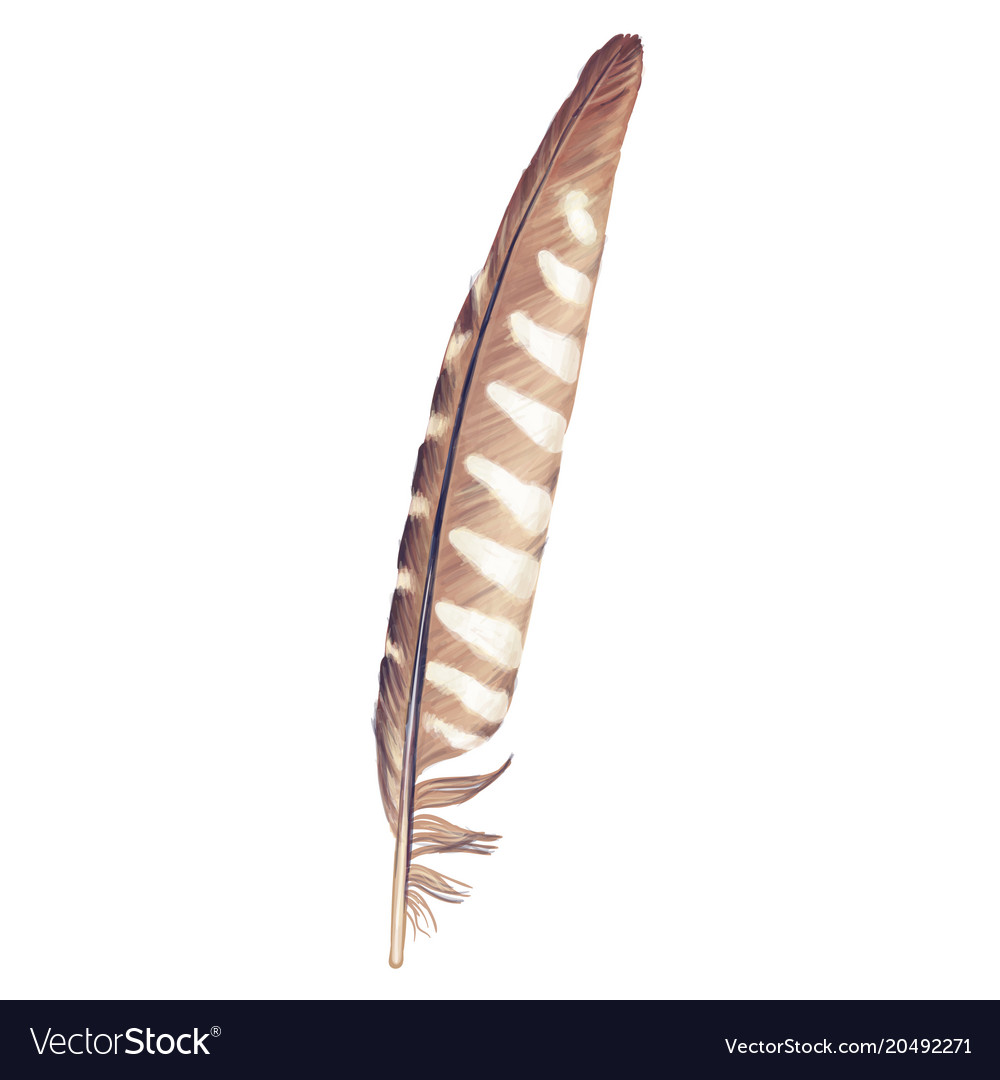 Colorful feather hand drawn collection Royalty Free Vector