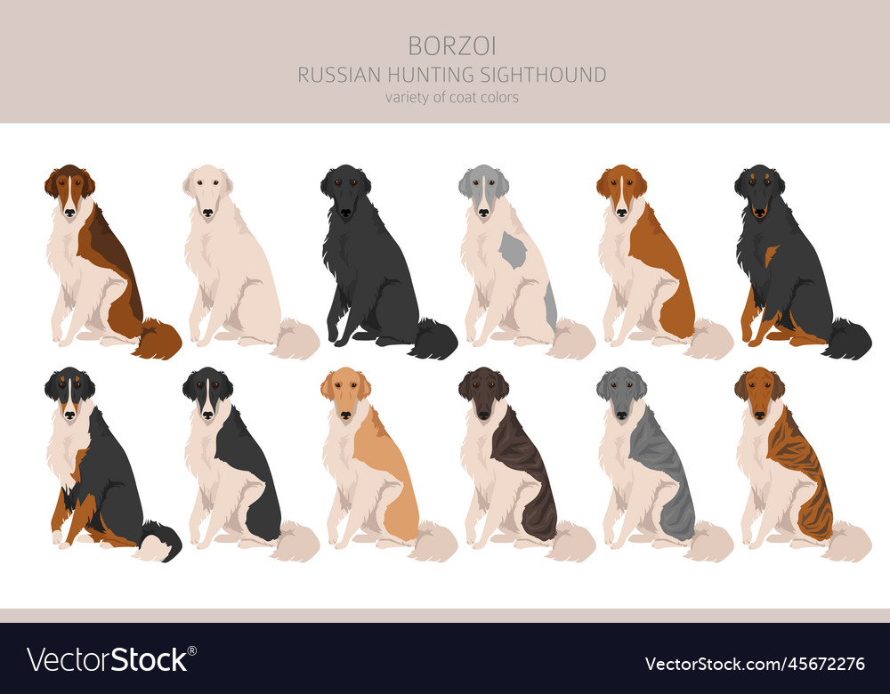 Russian hunting sighthound borzoi clipart Vector Image