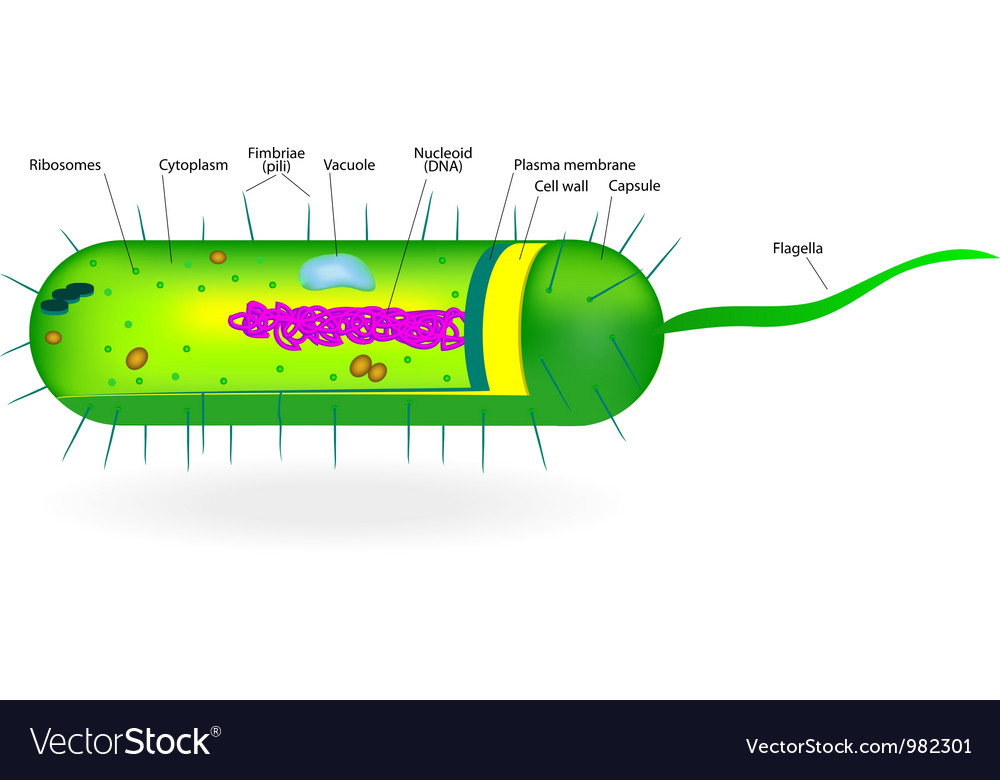 строение вакуоли и ее функции. ядро мембрана вакуоль. вакуоль бактериальной клетки. аппарат гольджи ядро вакуоль. рибосомы вакуоль.