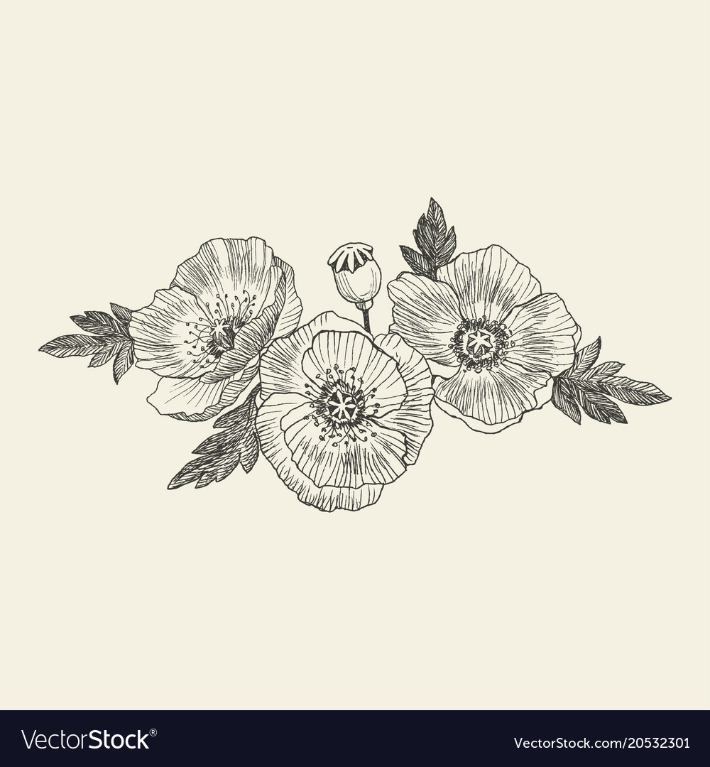 California Poppy Flowers Drawn And Sketch With Vector Image California Poppy Flowers Drawn And Sketch With Vector Image