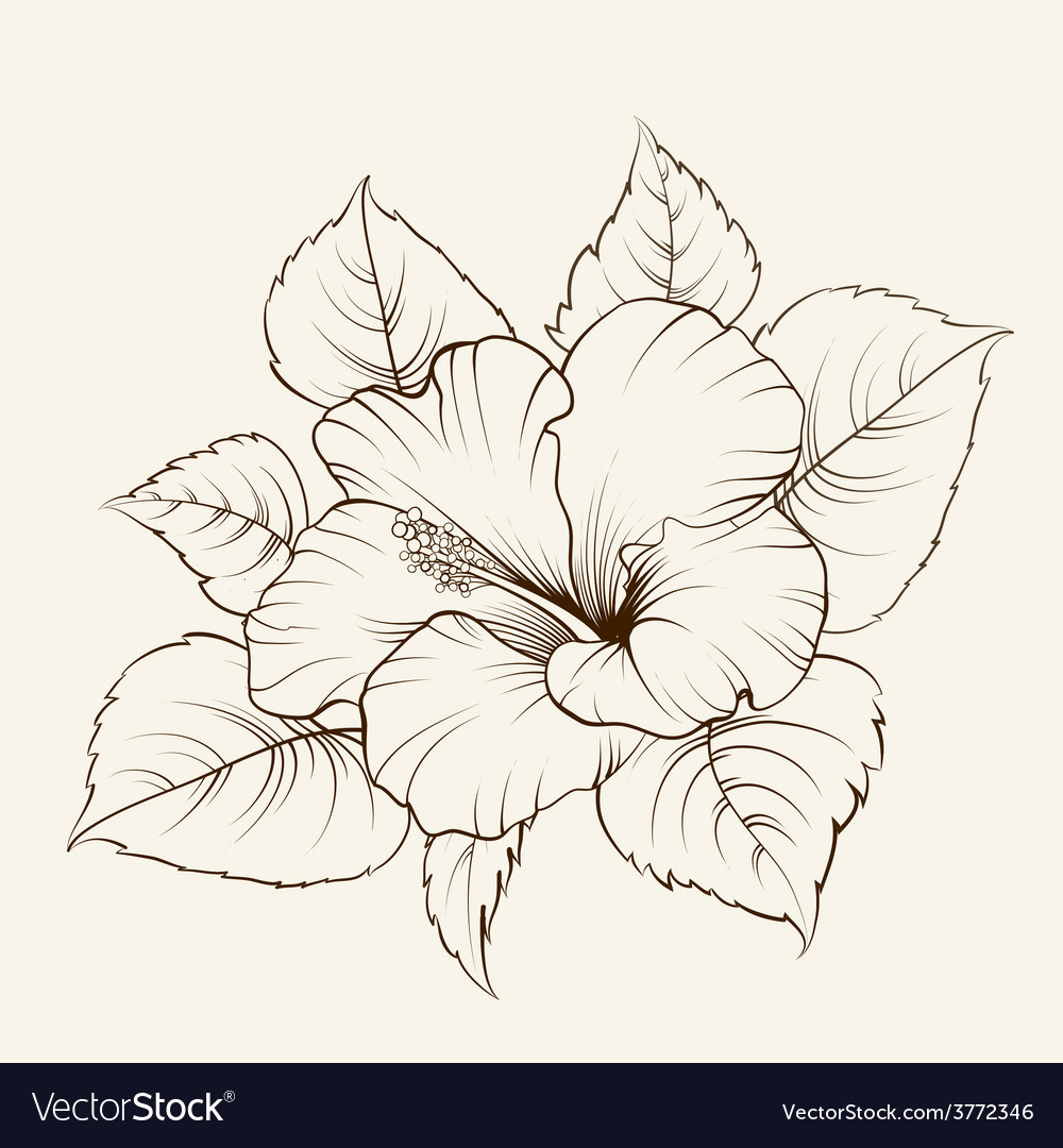 Flower mallow Royalty Free Vector Image - VectorStock