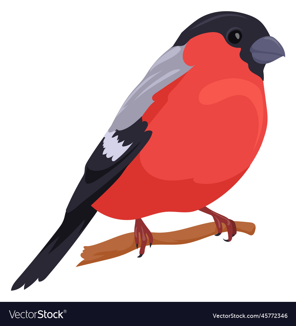 Winter bullfinch on branch red bird wild fauna Vector Image