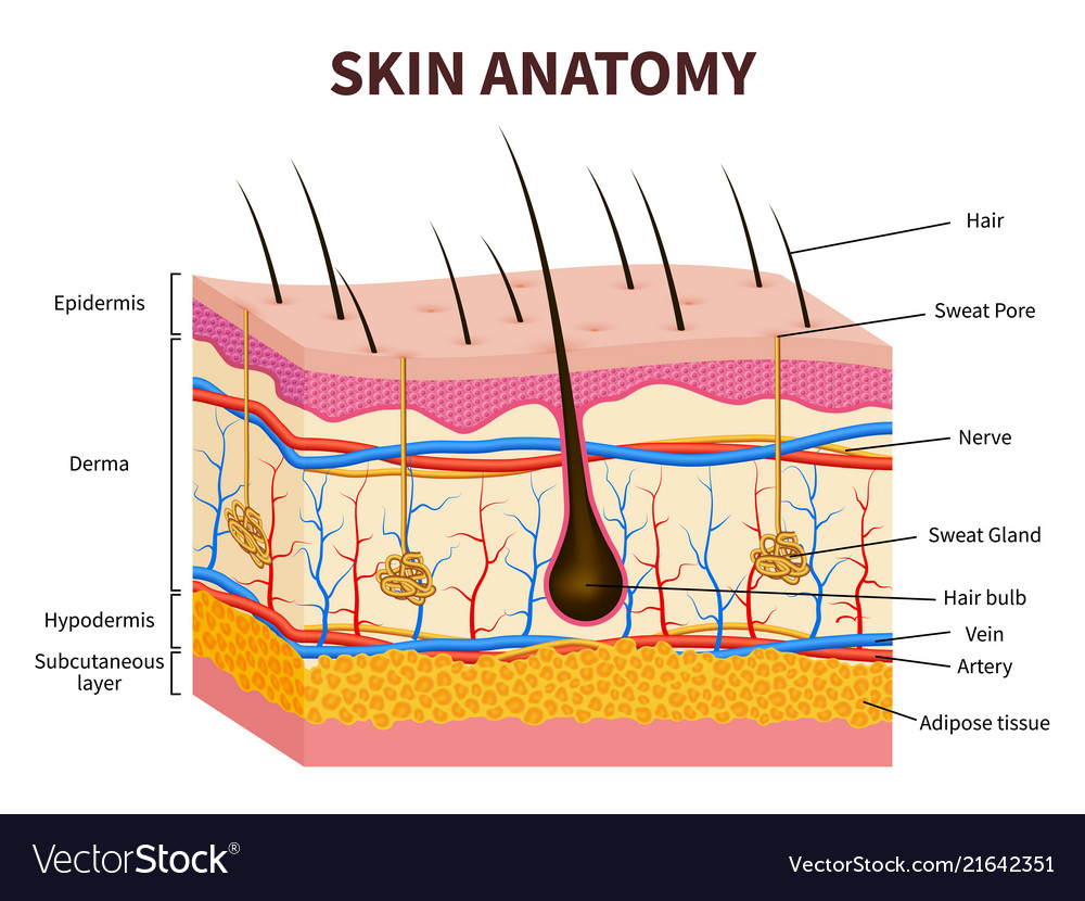 Human Skin Layered Epidermis With Hair Follicle Vector Image