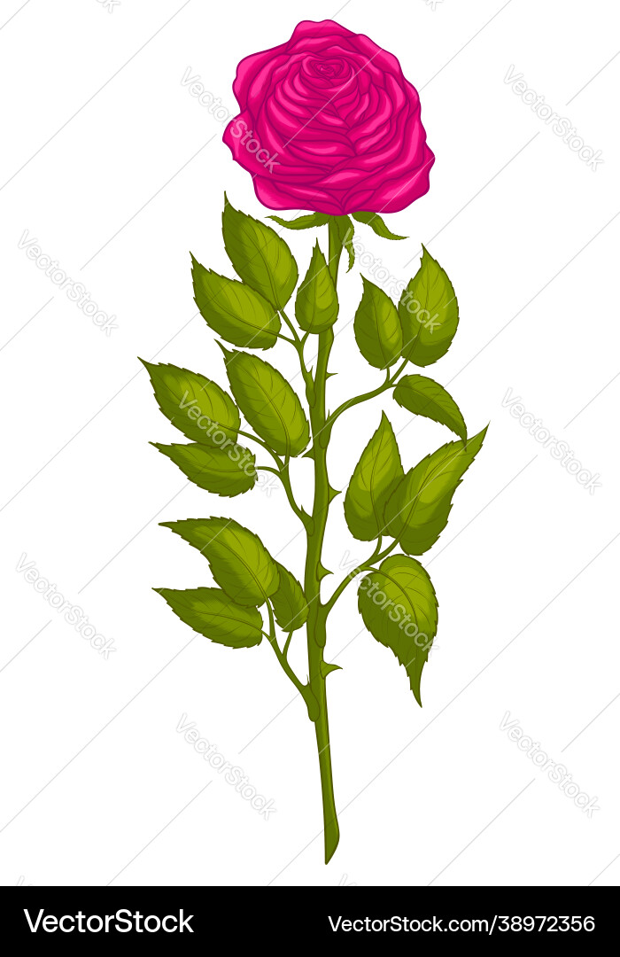A cut garden tea rose with thorns Royalty Free Vector Image