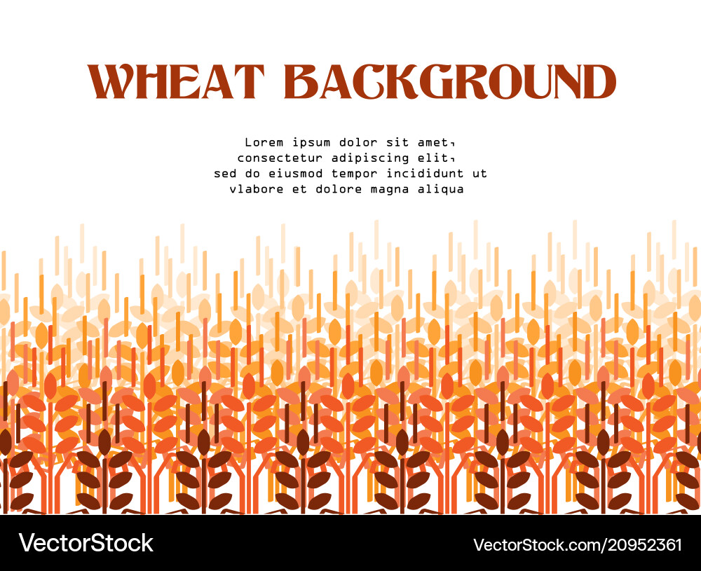 Wheat ears background Royalty Free Vector Image
