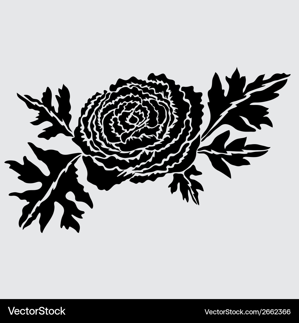 Vector Ranunculus Decorative ranunculus Royalty Free Vector Image