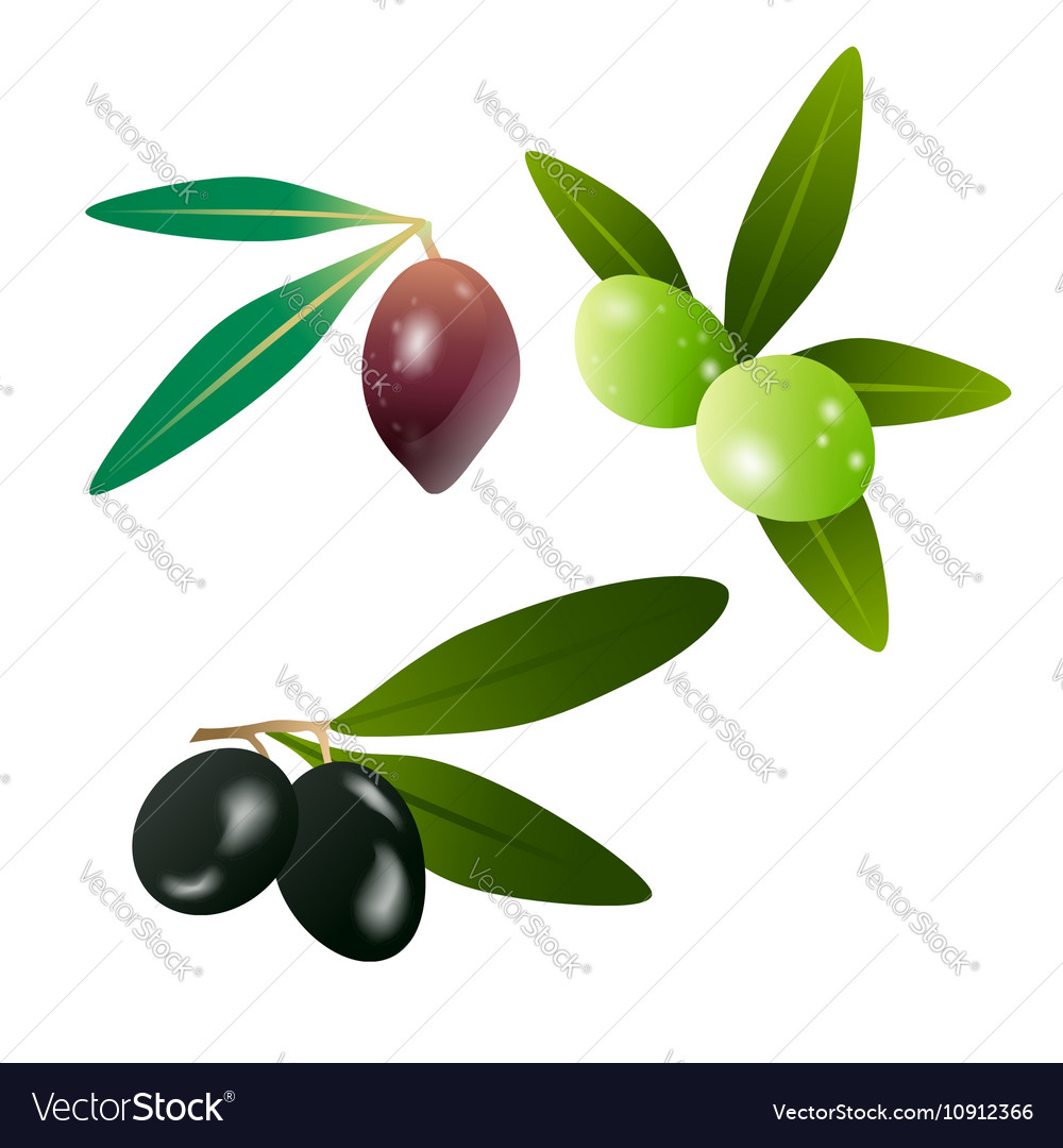 Green olives and dark olives on branch with leaves