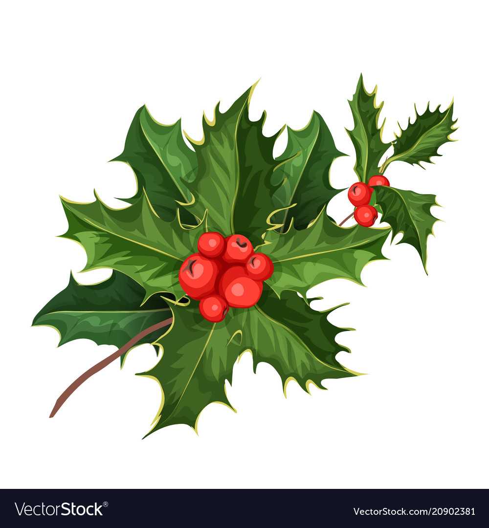 Christmas holly mistletoe ilex leaves Royalty Free Vector