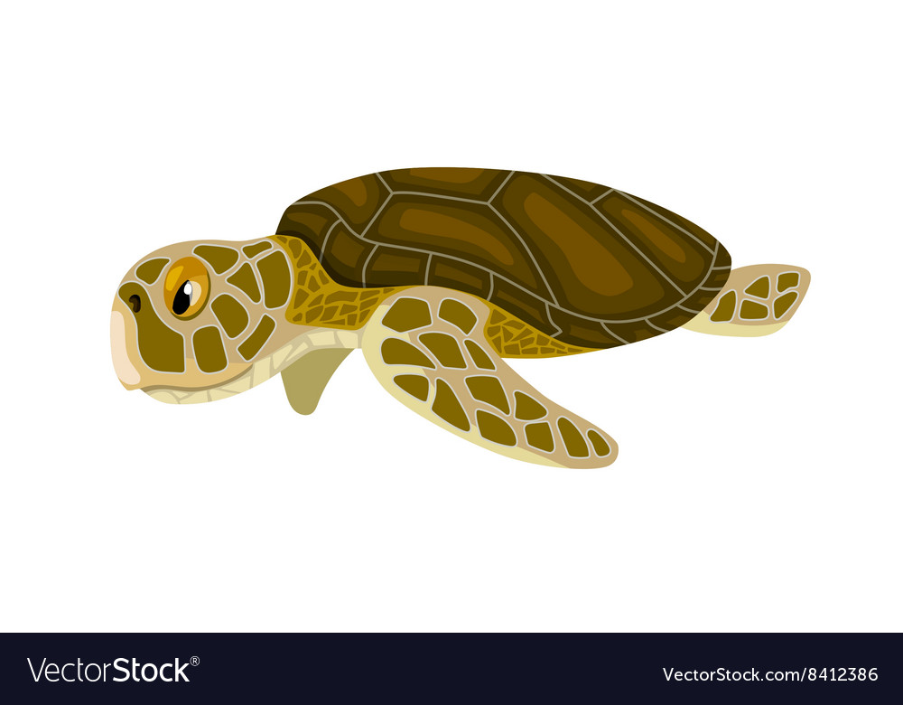 Cartoon isolated sea turtle Royalty Free Vector Image