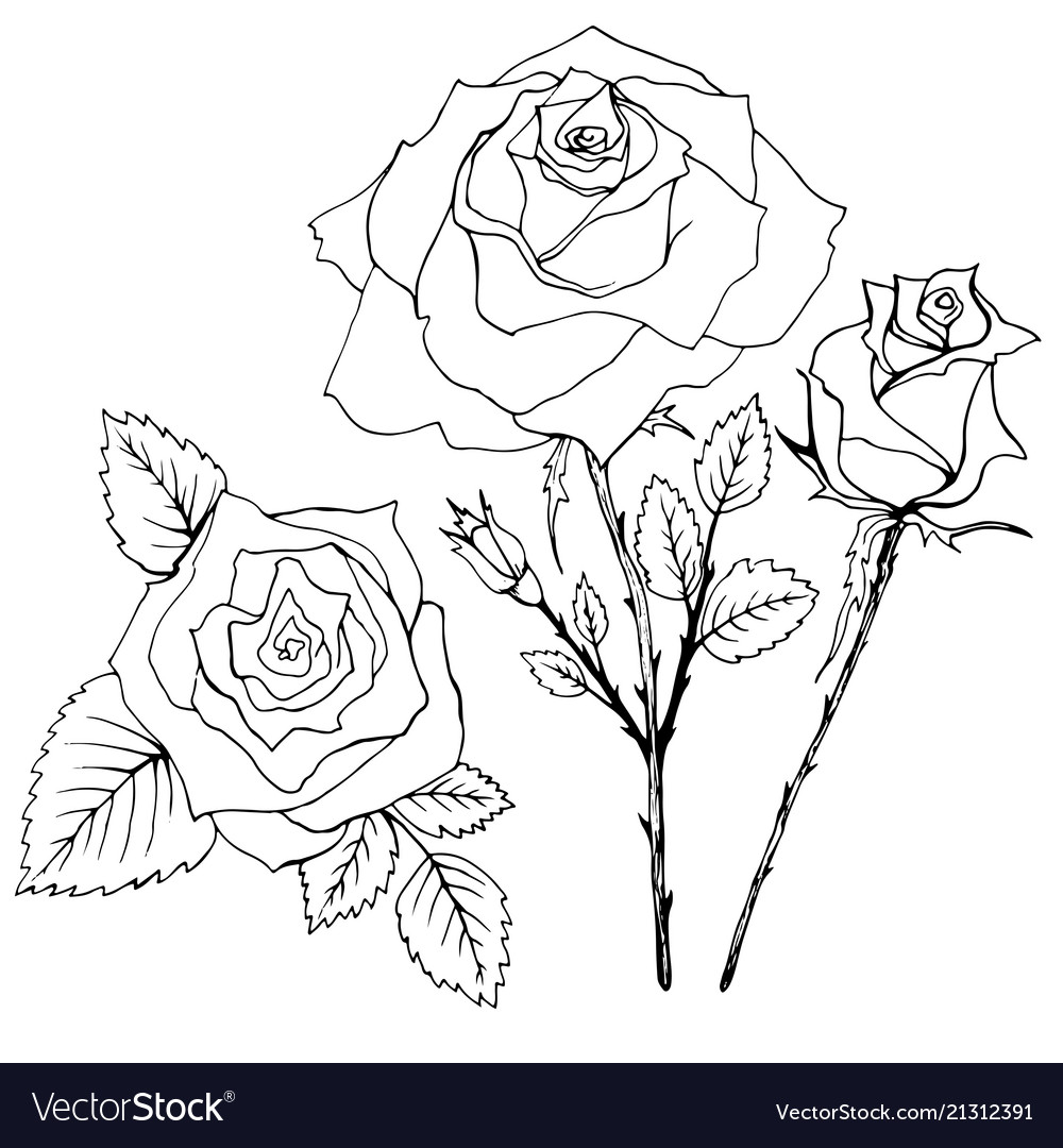 Download Coloring Book Flowers Of The Rouse Royalty Free Vector Image