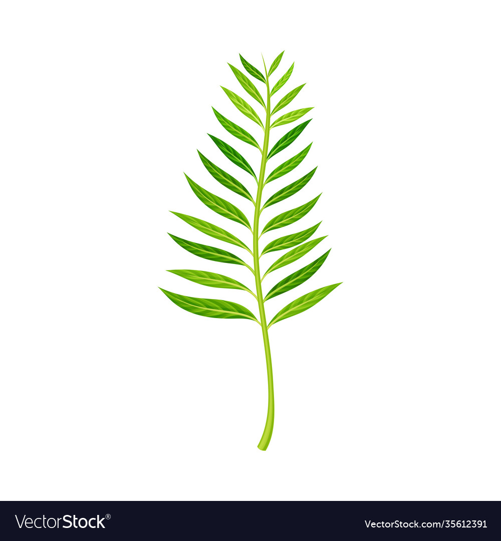 Green fern as vascular plant with stem and complex