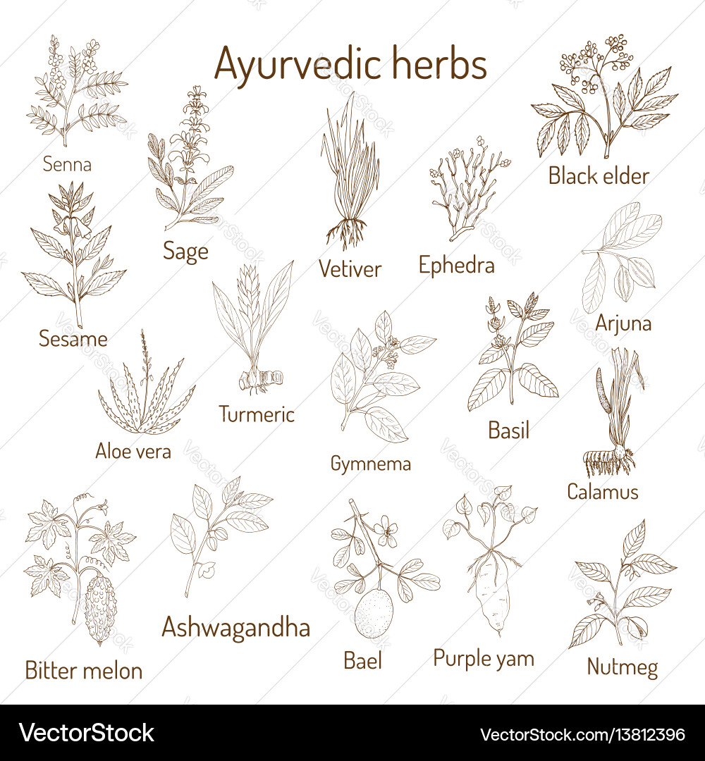 Ayurvedic herbs natural botanical set Royalty Free Vector