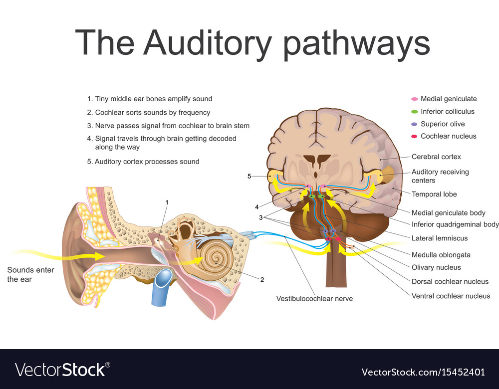 auditory-system-education-info-graphic-royalty-free-vector