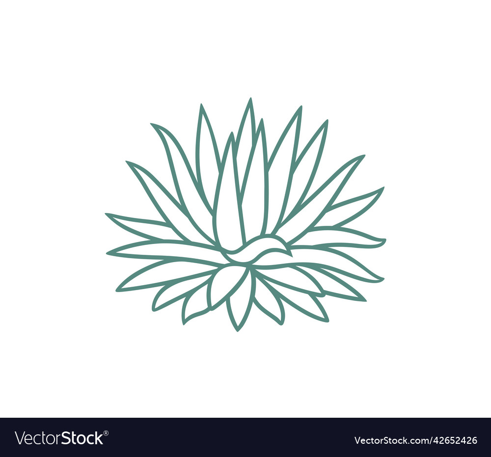 Blue agave Royalty Free Vector Image - VectorStock