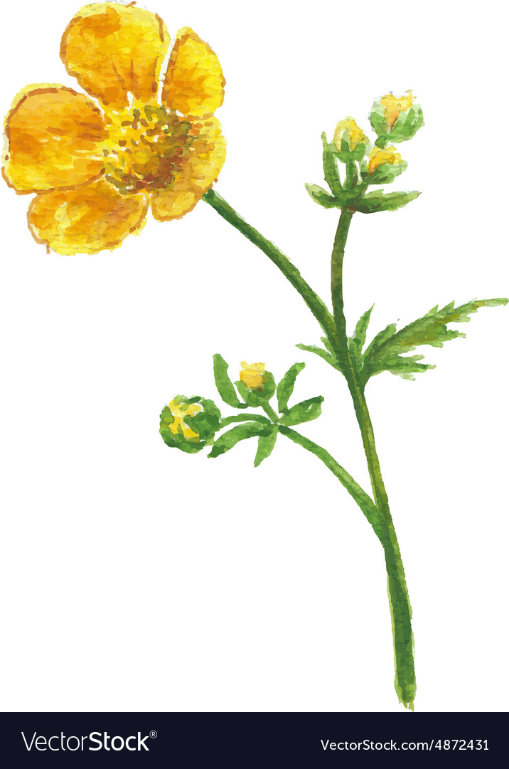 buttercup flower diagram