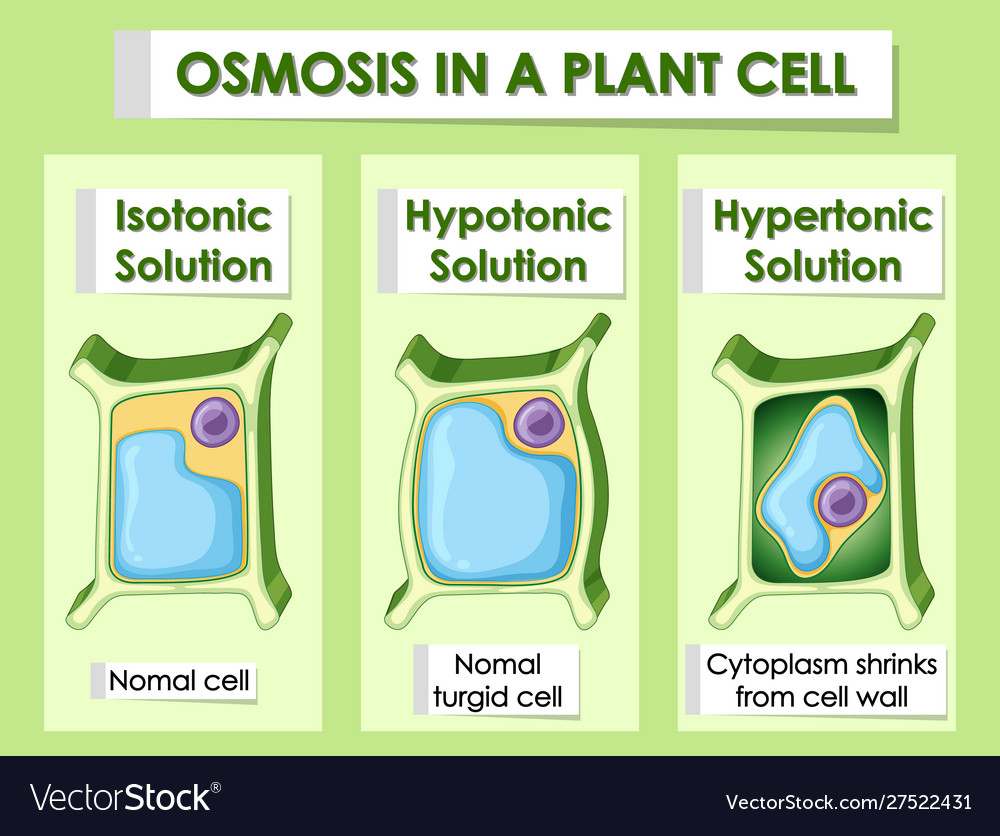 Diagram showing osmosis in plant cell Royalty Free Vector