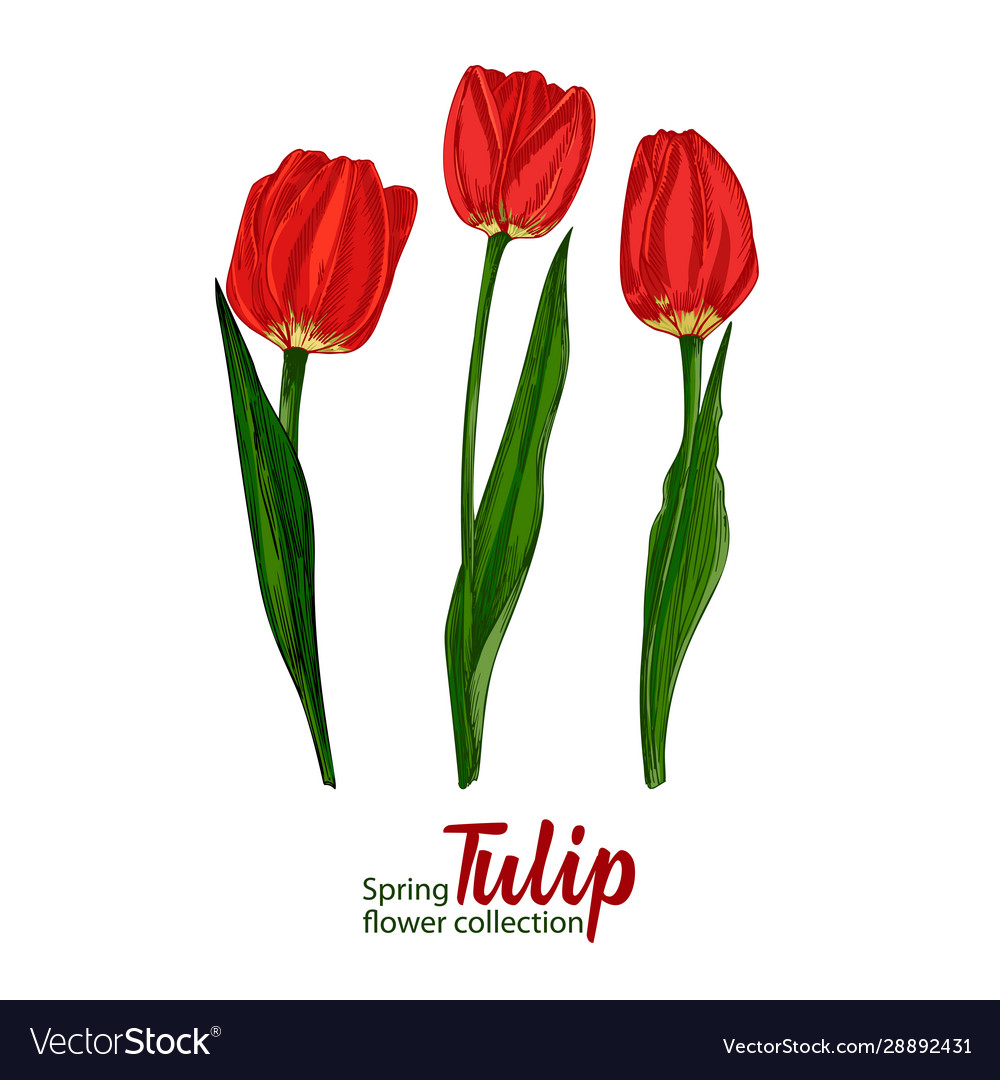 Spring flower tulips on white background line