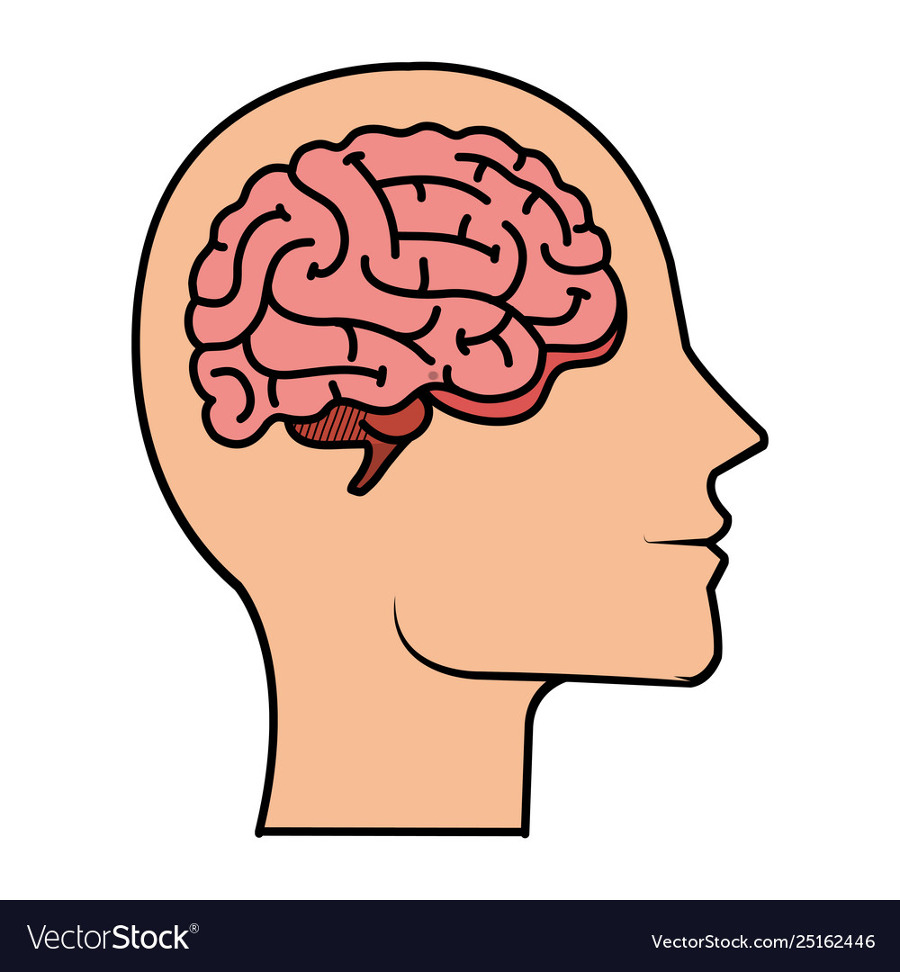 Profile With Brain Human Organ Royalty Free Vector Image