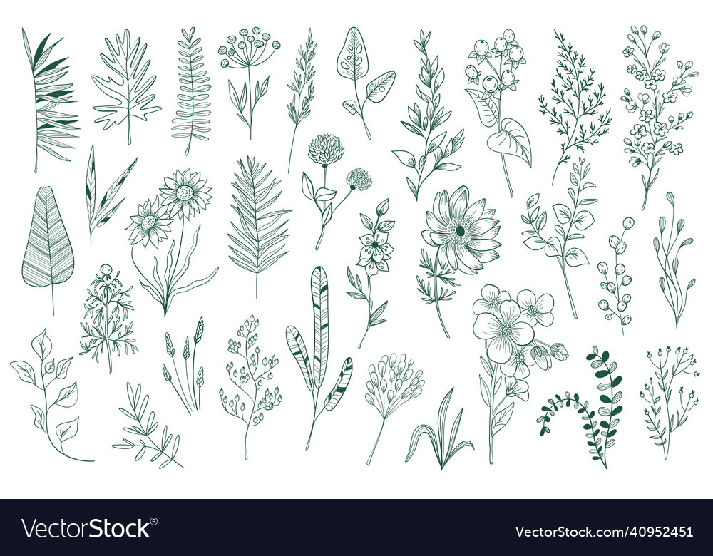 Wildflower decorative outline elements set Vector Image