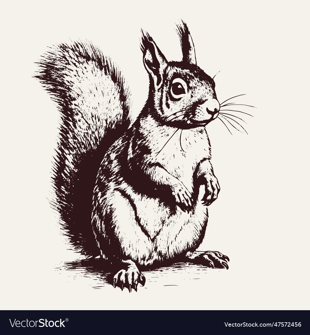 Squirrel drawing isolated hand drawn engraved Vector Image