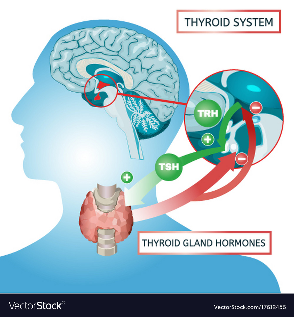 Thyroid system poster Royalty Free Vector Image