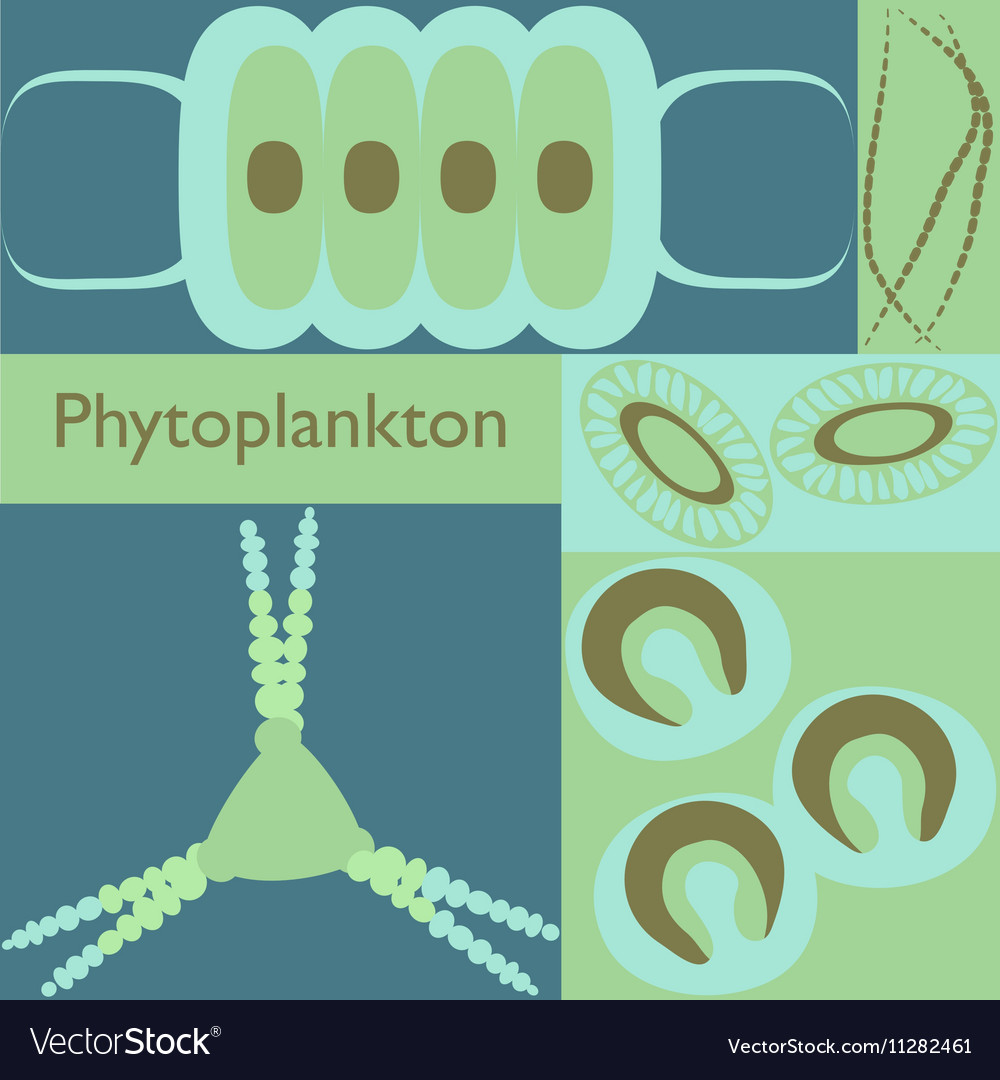 Plankton Phytoplankton Royalty Free Vector Image 7111