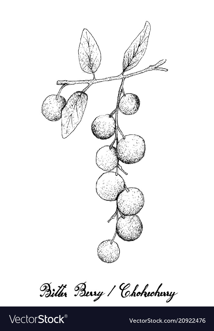 Hand drawn of bitter berries or chokecherries