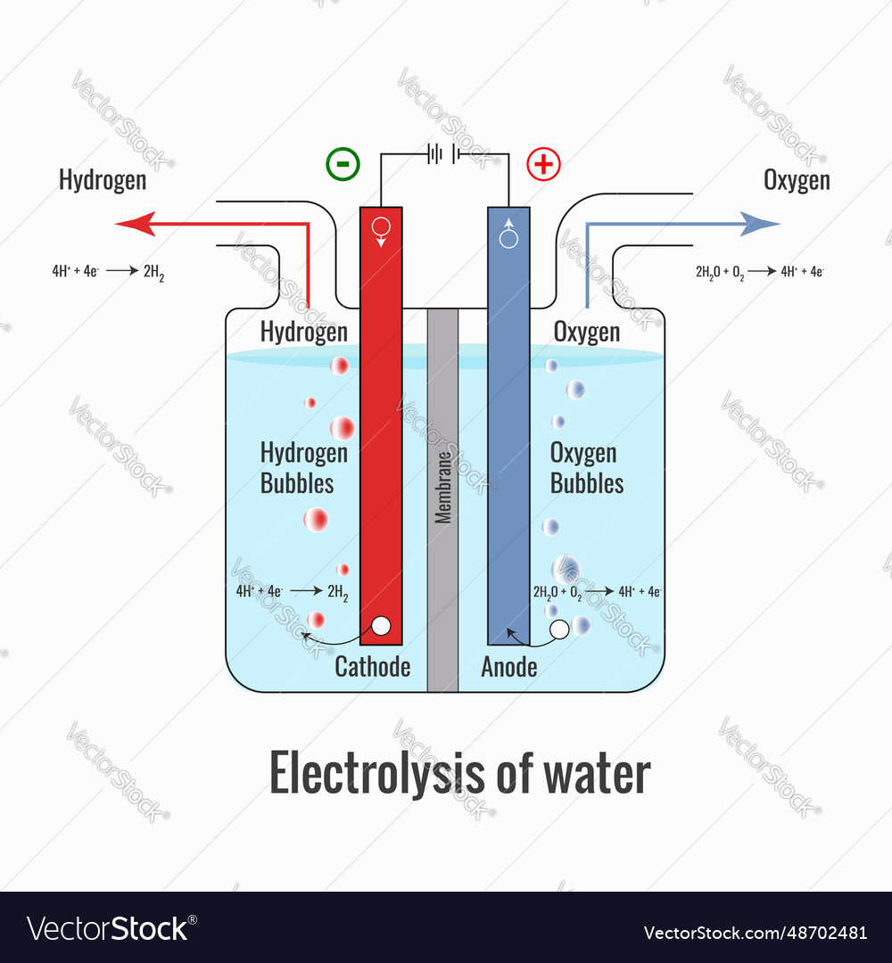 Electrolysis of water forming hydrogen and oxygen