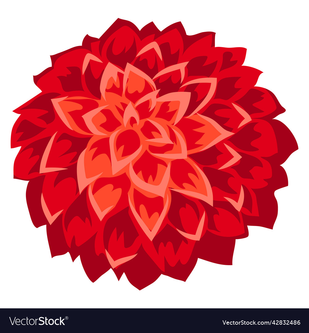 Dahlia flower beautiful Royalty Free Vector Image