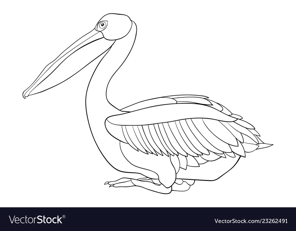 Adult coloring bookpage a cute pelican image Vector Image