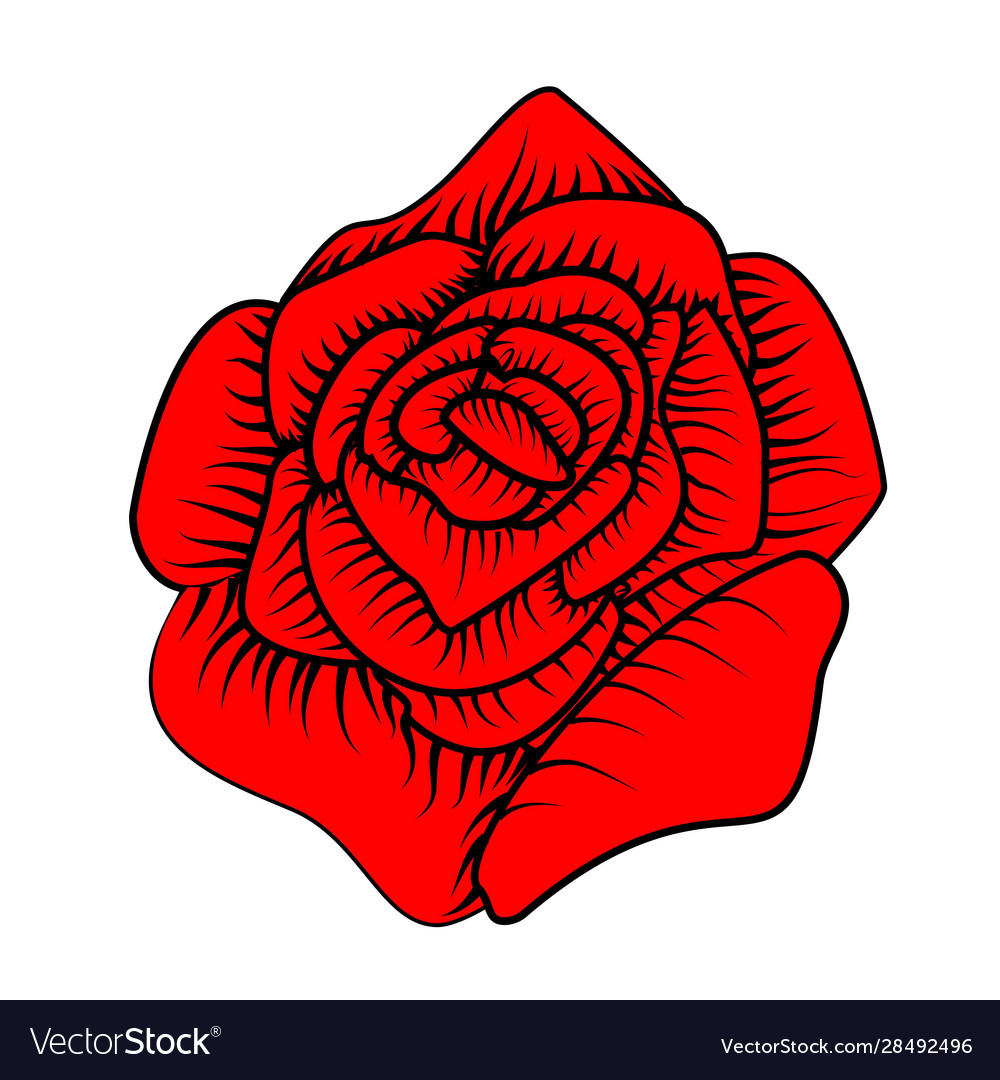 Cartoon rose for decoration design beautiful Vector Image