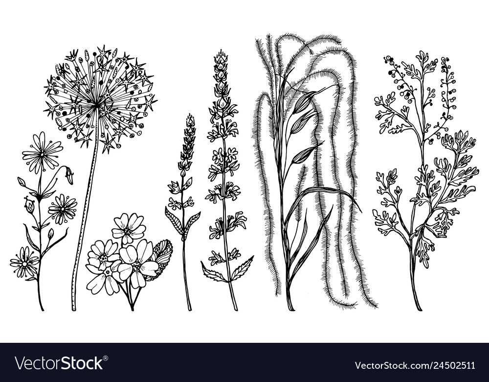 Field flowers with leaves set wedding Royalty Free Vector