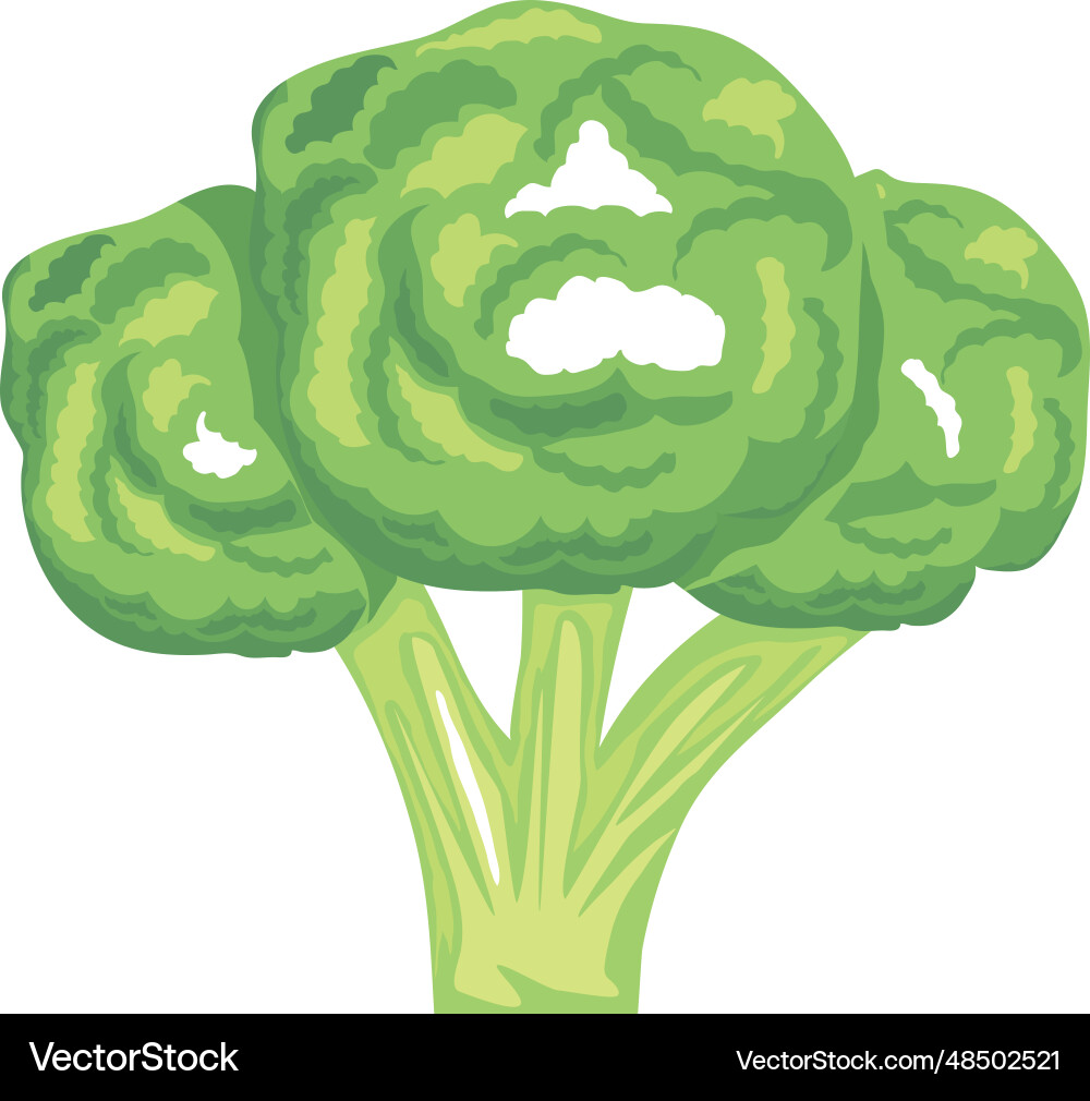 Fresh broccoli vegetable icon design Royalty Free Vector