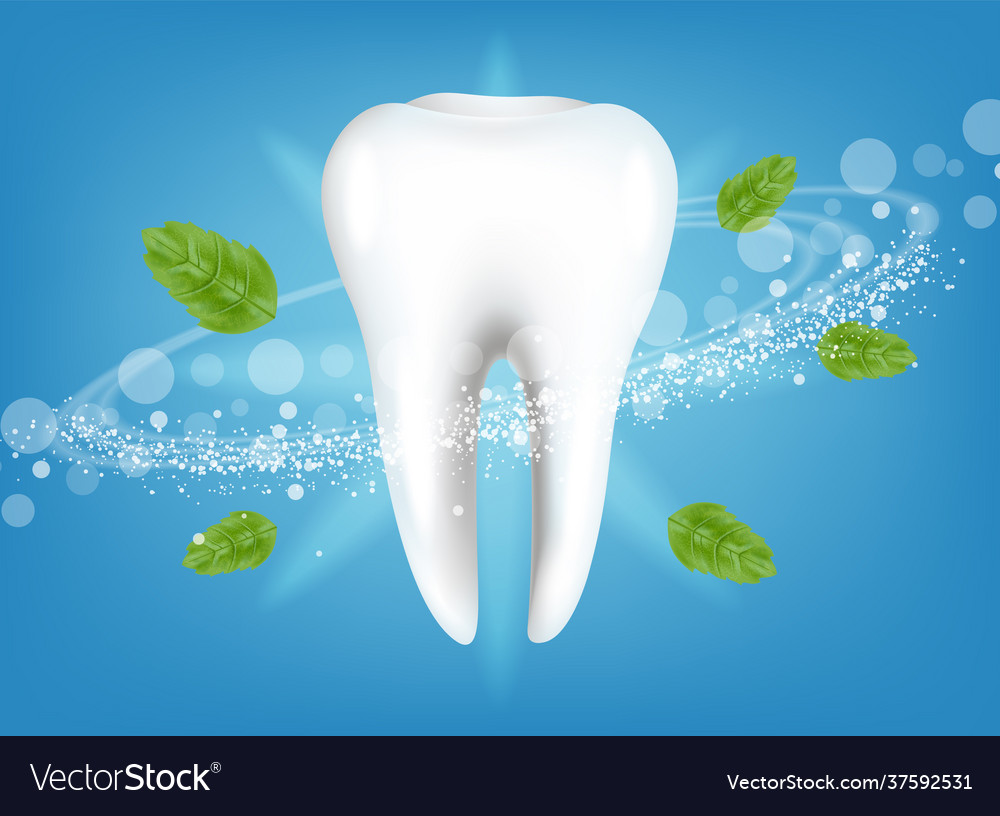 Fresh mint tooth realistic special hygiene Vector Image