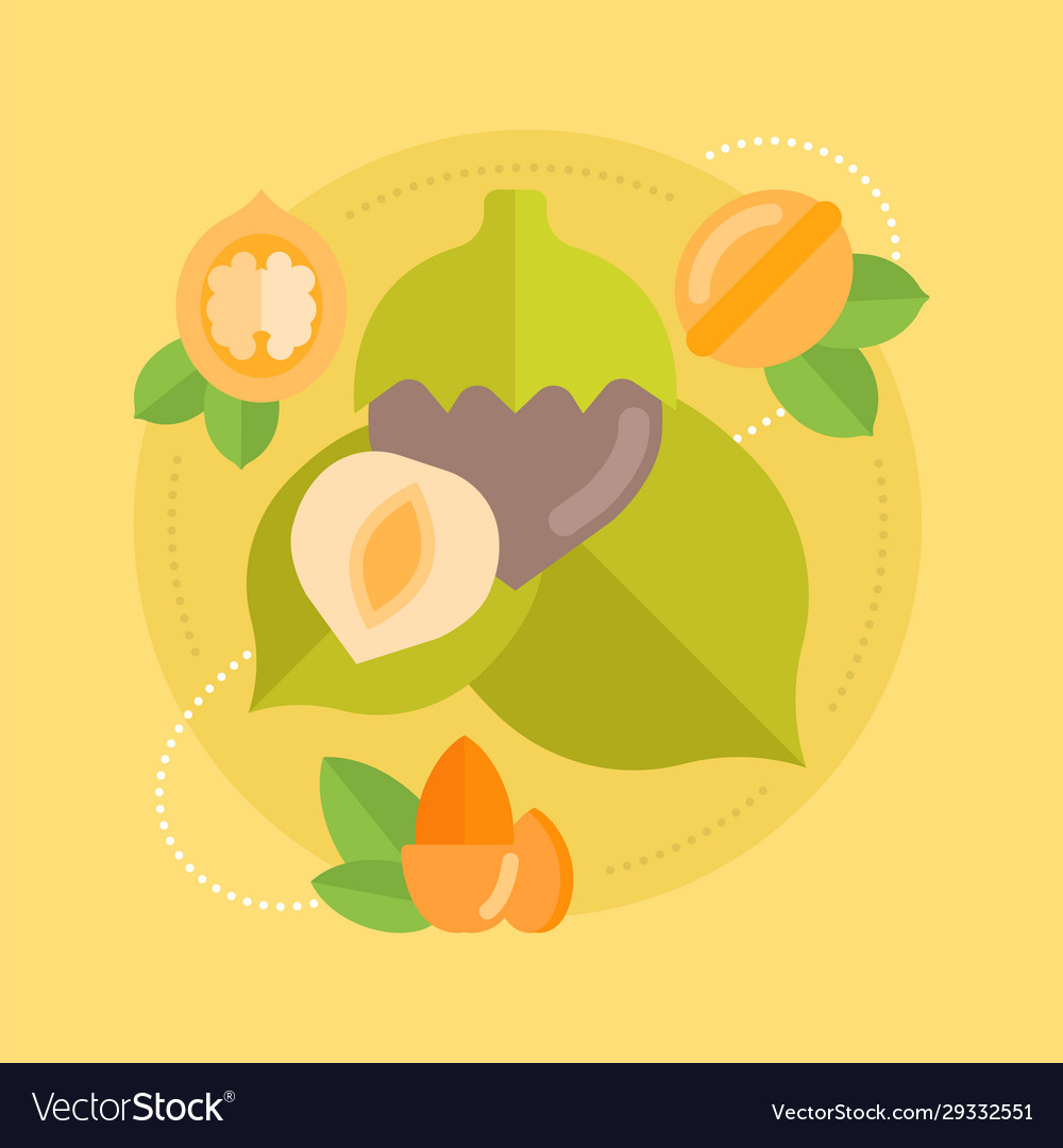 Nuts Royalty Free Vector Image - VectorStock