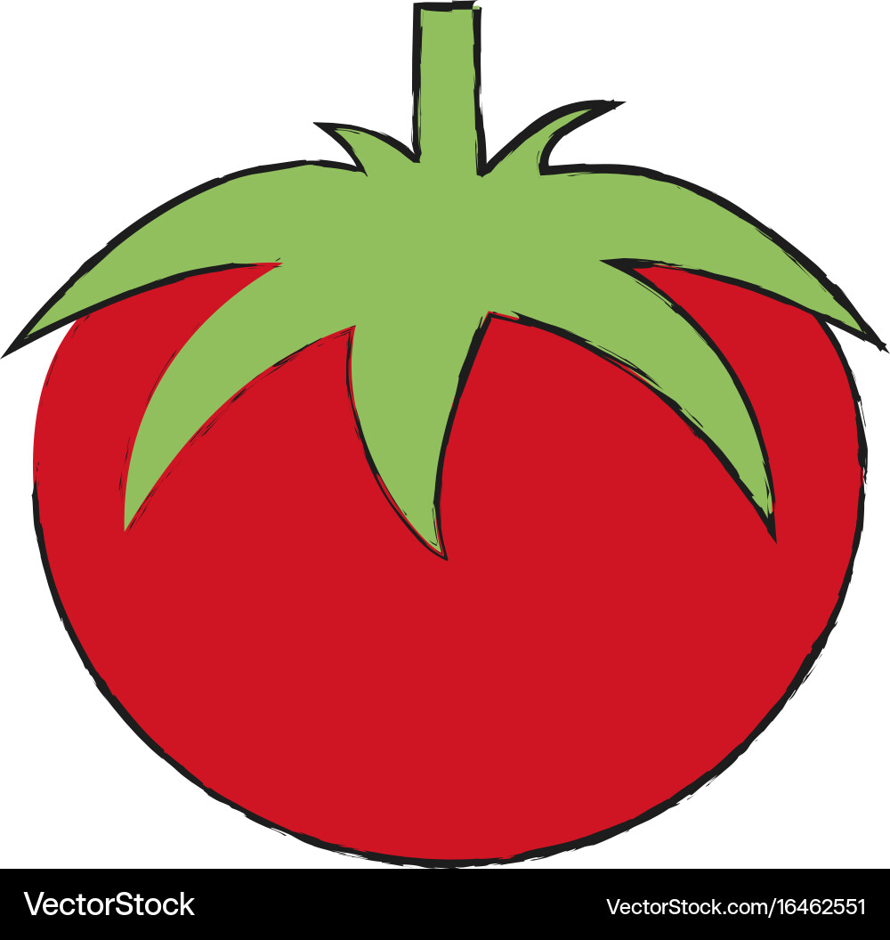 Tomato Royalty Free Vector Image - VectorStock