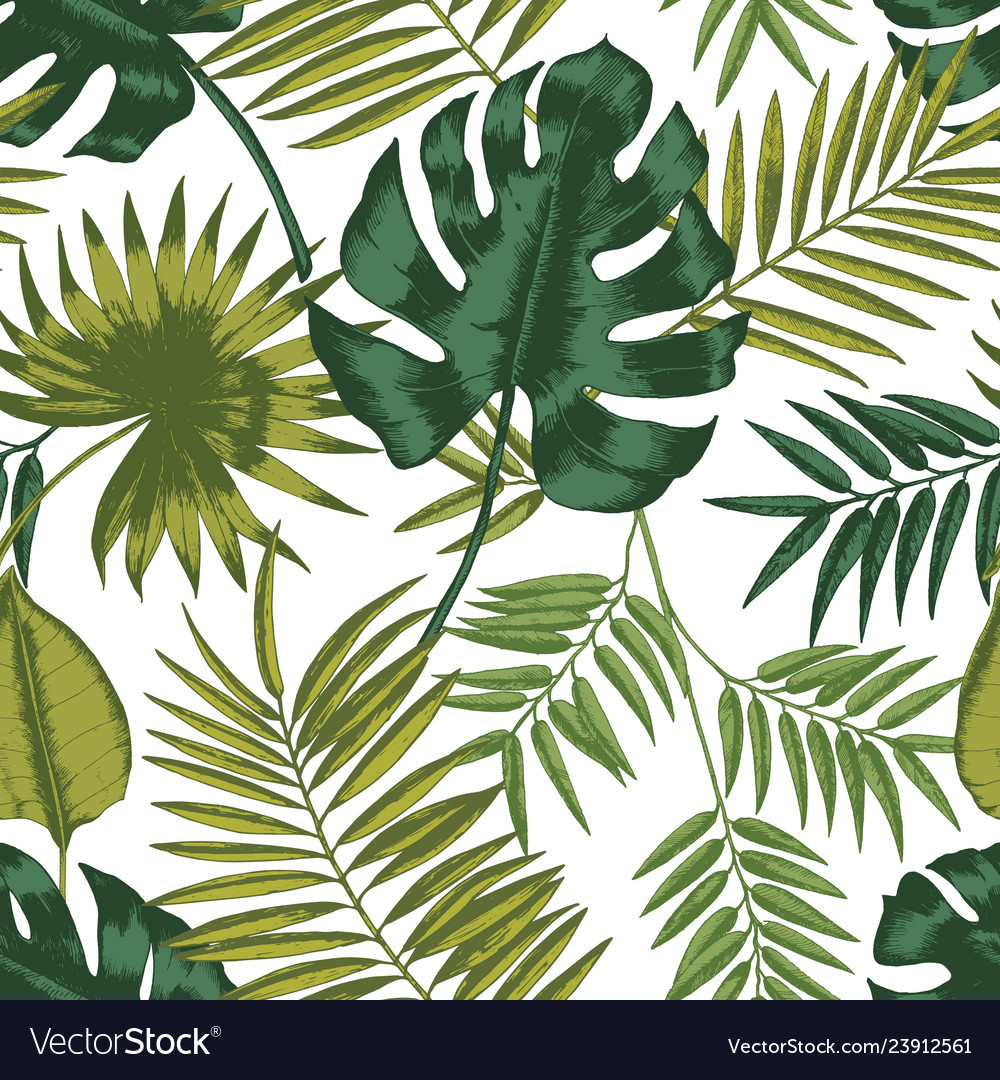 Elegant seamless pattern with leaves of tropical Vector Image