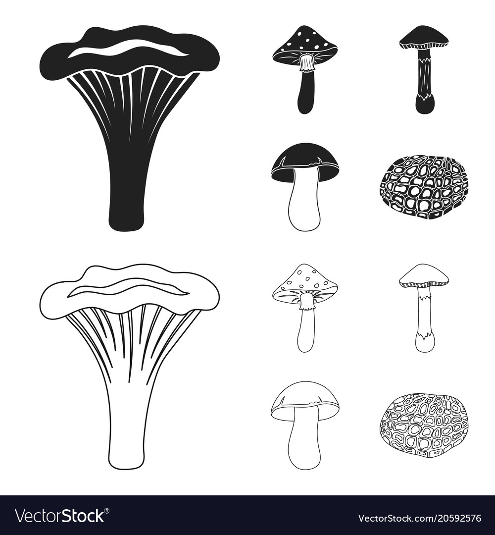 Amanita porcini black truffletoadstool set Vector Image